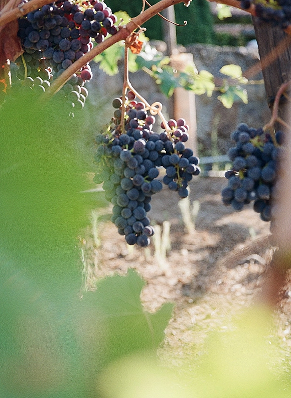 Grapevine detail with ripe grape clusters and leafy branches, set beside vineyard rows and wooden posts in a sunlit garden soil path