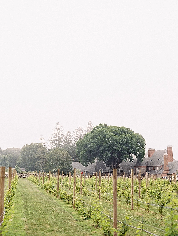 Vineyard landscape with vineyard rows on either side of a grass path, wooden posts and trellis lines leading to a farmhouse under overcast sky