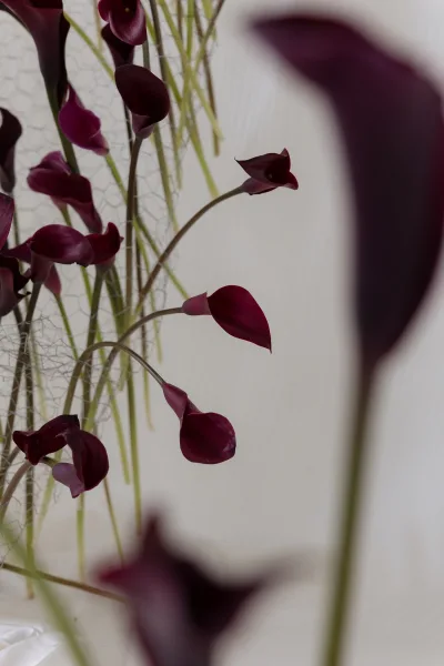 Calla lily bouquet with burgundy calla lilies and long green stems in a wire mesh structure against a white wall with blurred florals