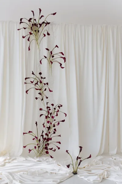 Wedding backdrop decor with white draping and burgundy calla lilies on a chicken wire structure against a plain studio wall