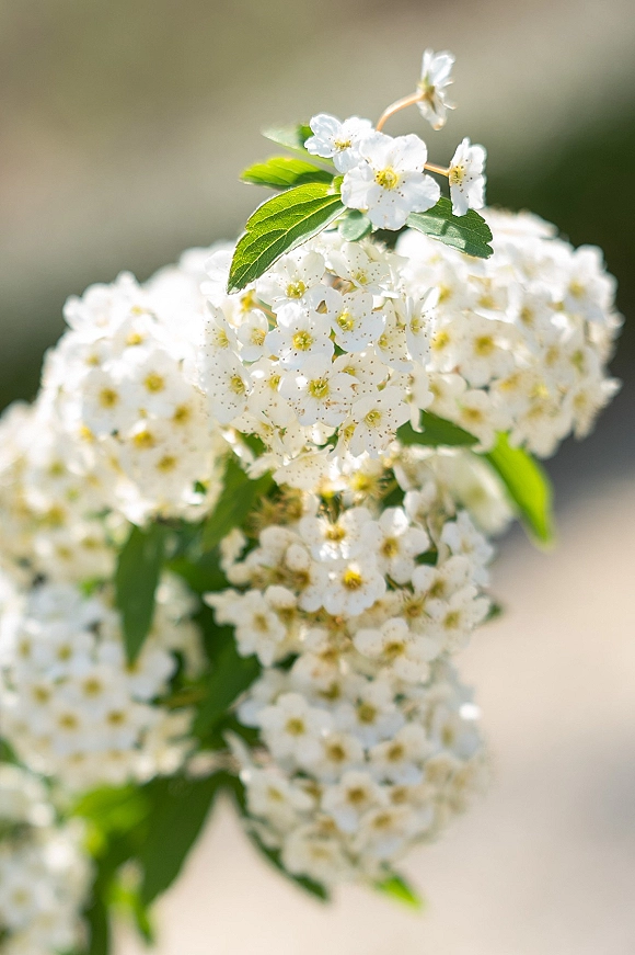 White wedding flowers in a white flower bouquet with tiny white blossoms and green leaves, shown close up against a blurred outdoor background