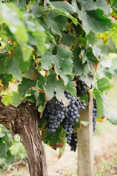 Vineyard grapes hanging in dense clusters on the vine, with grape leaves and a trellis post beside rows and a soil path