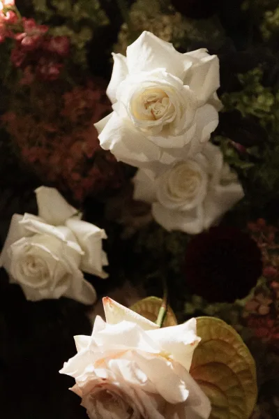 Rose close-up of white rose wedding flowers with soft pink blooms and green leaves against dark garden foliage