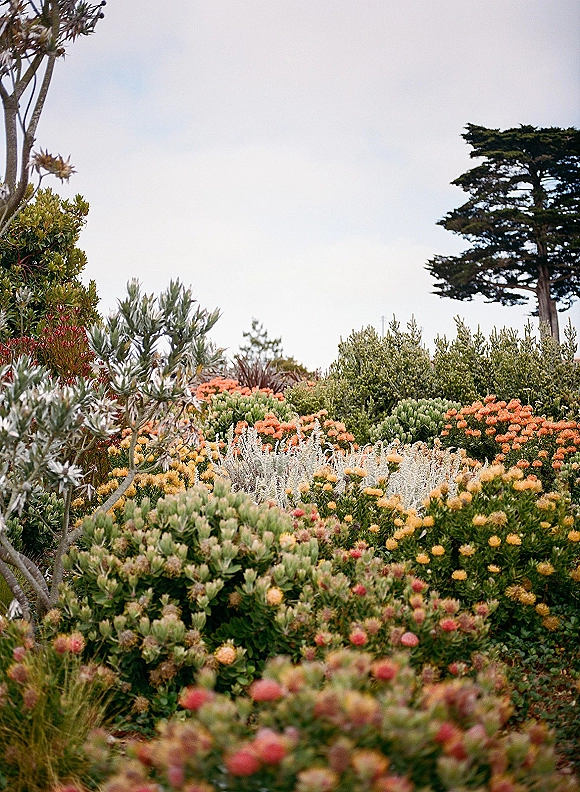Garden landscape with a wildflower garden of flowering shrubs and groundcover plants under blue sky, framed by trees and lush greenery