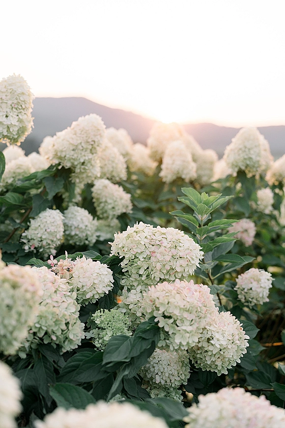 Hydrangea flowers with white hydrangea blooms and green leaves glowing at sunset, with mountains silhouetted in the background