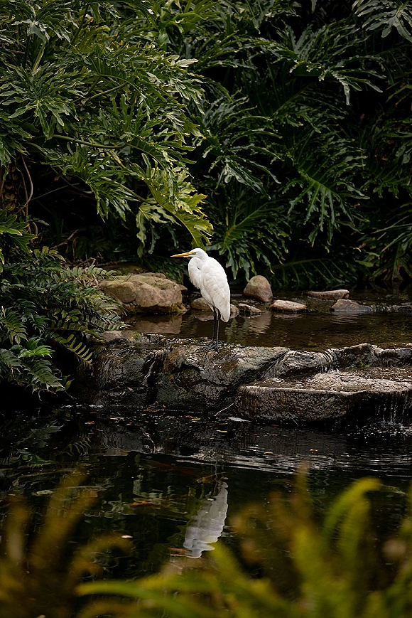 Garden pond scene with a white egret by pond standing near a rocky edge, beside a small waterfall amid lush greenery and reflective water
