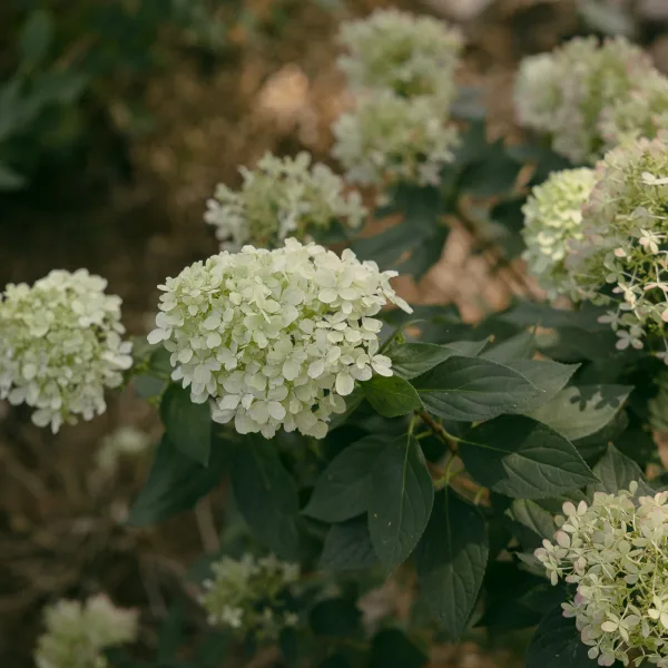 Hydrangea flowers cluster into a white hydrangea bloom with fresh green leaves, nestled in a garden bed with dark soil and surrounding greenery.