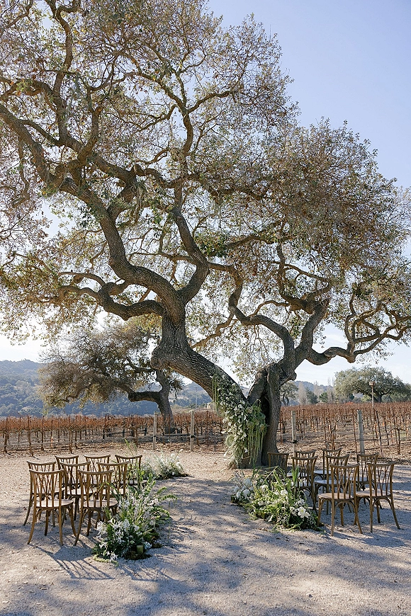 Outdoor ceremony setup beneath a large oak tree wedding ceremony, with circle wooden chairs and white-green aisle florals in a vineyard setting
