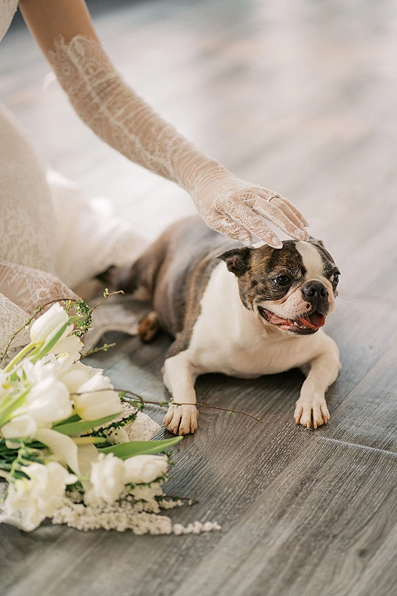 Wedding dog photo of a bride with dog, showing lace bridal gloves and bouquet with white flowers on a wood floor