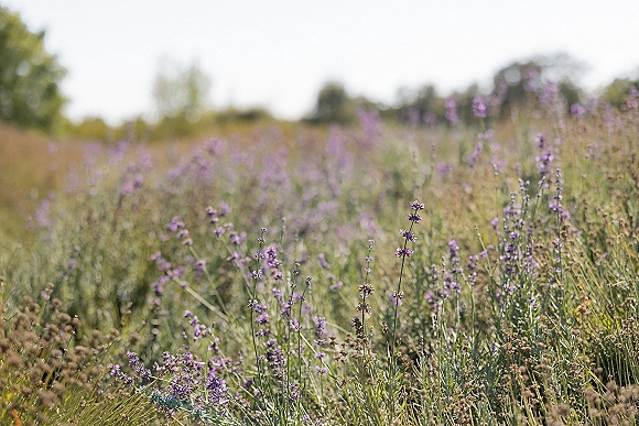 Wildflower meadow with lavender wildflower field blooms, purple accents and tall grasses swaying under open sky near distant trees