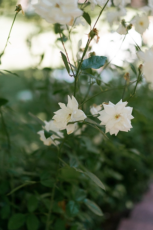 White wedding flowers and white rose spray in a close-up cluster with green leaves and stems against softly blurred garden greenery