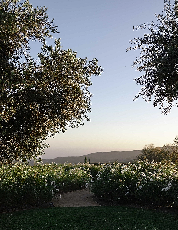 Garden wedding venue with a dirt path winding past white rose bushes and shrubs, framed by olive trees with rolling hills beyond