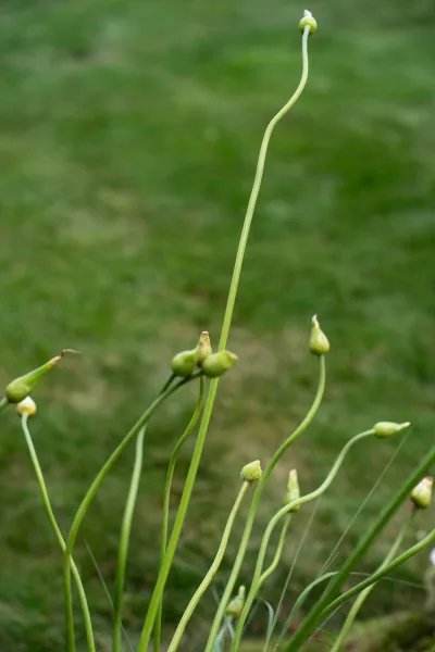Green flower buds and green bud bouquet filler on slender stems, clustered tightly with soft blurred greenery and grass behind