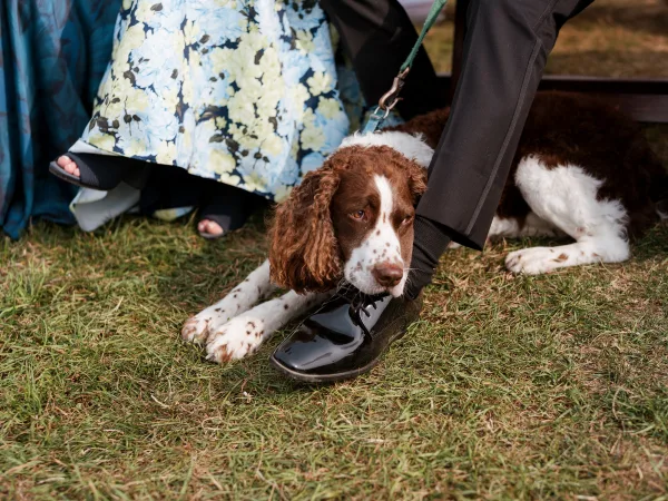 Wedding dog photo of a dog on leash between a couple’s feet, showing dress shoes and heels on a grassy lawn by a wooden bench
