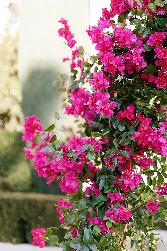 Bougainvillea flowers and hot pink bougainvillea blooms cascading over a sunlit garden wall with lush green leaves and hedges