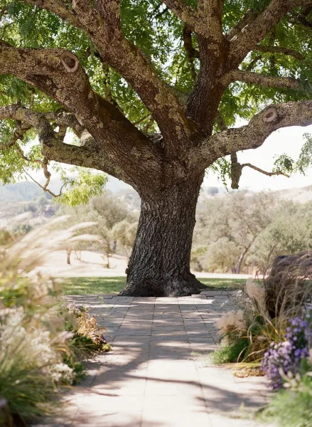 Outdoor ceremony aisle with a stone paver walkway lined by grasses and purple flowers, leading to a large oak tree on a sunny hillside lawn
