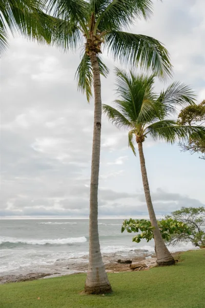Beach scenery with palm trees by ocean, waves breaking on a rocky shoreline under a cloudy sky and distant horizon