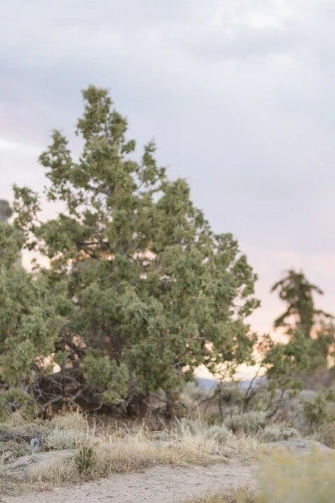 A Wedding for Tory and Drew