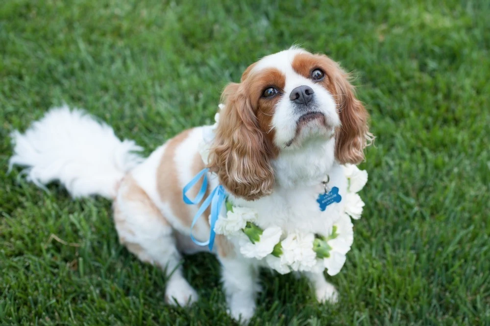 A Wedding for Jesse and Brian