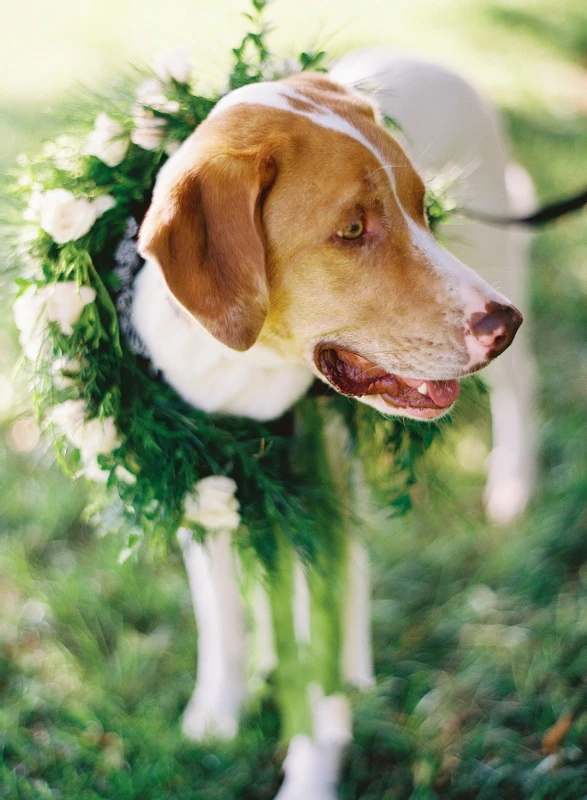 A Wedding for Ellie and Ted