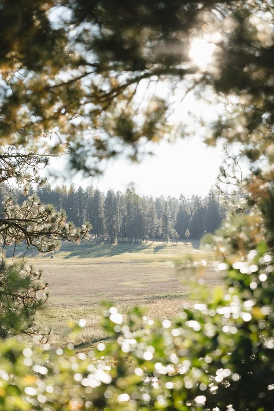 A Forest Wedding for Andrew and Tiffany