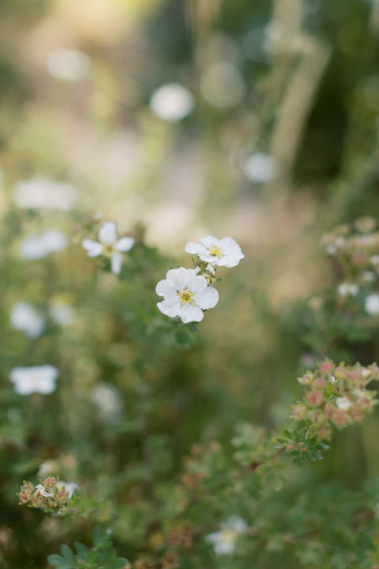 A Forest Wedding for Andrew and Tiffany