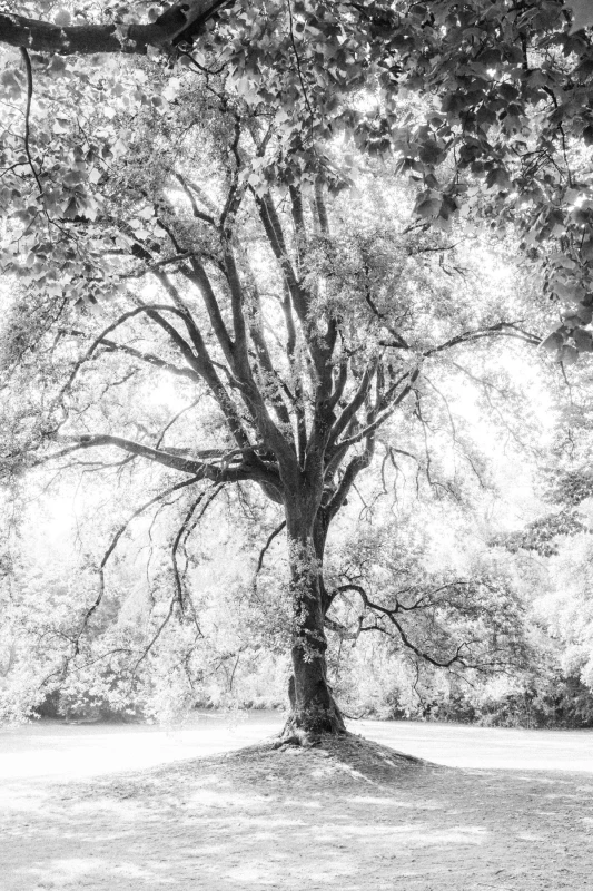 A Vibrant Wedding for Anna and Hamilton