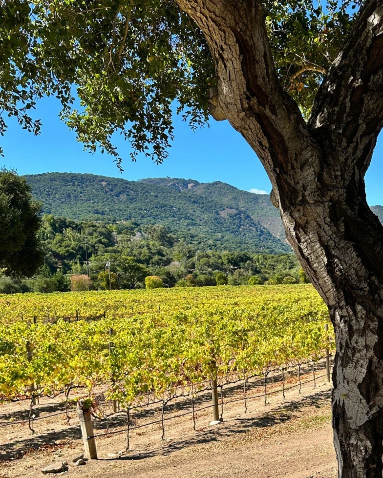 Carmelo Vineyards