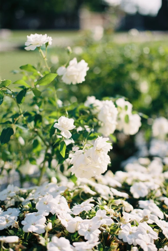 A Classic Wedding for Cat and Joe