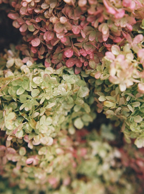 A Garden Wedding for Colleen  and Brandon