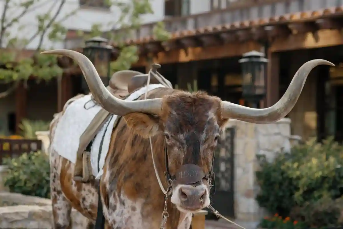 A Western Wedding for Devon and Nathan