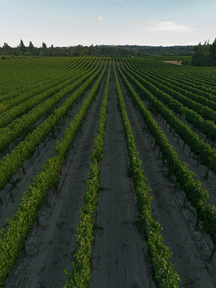 Dutton Estate Winery