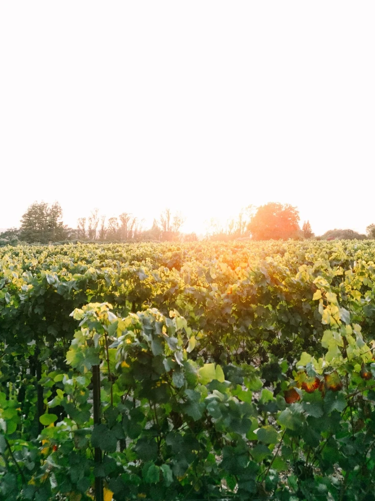 Dutton Estate Winery