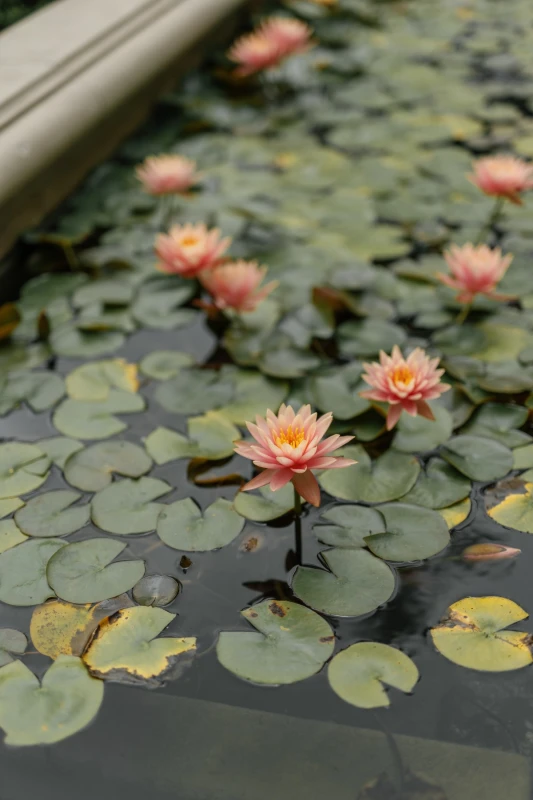 A Garden Wedding for Emily and Juzheng