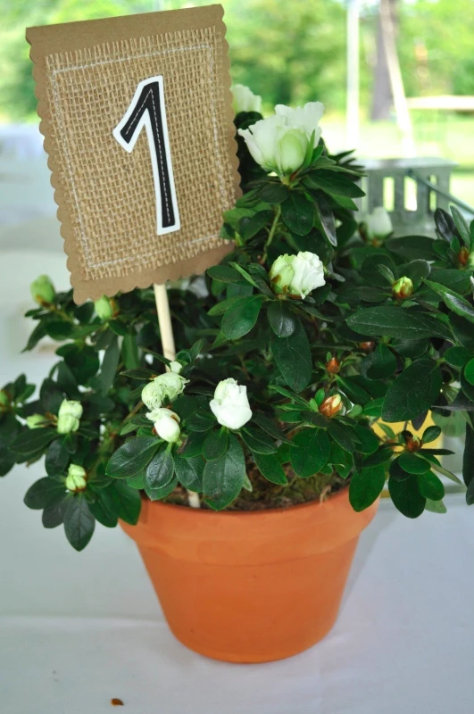 A Wedding for Rebecca and Chris