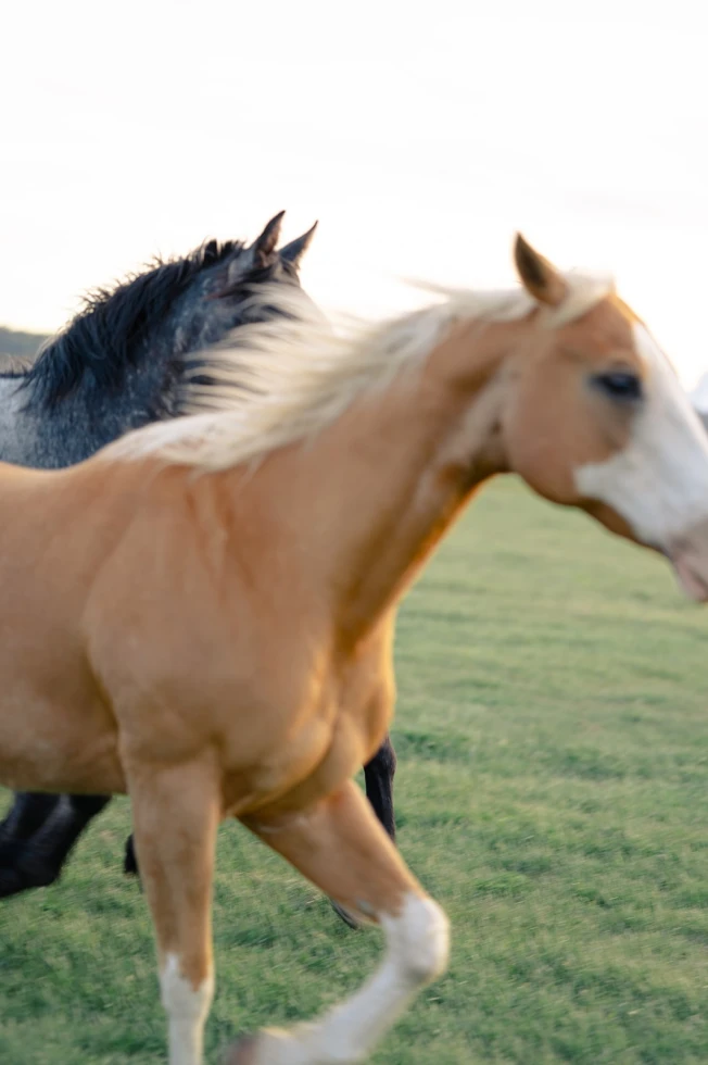 Foxtails Photography