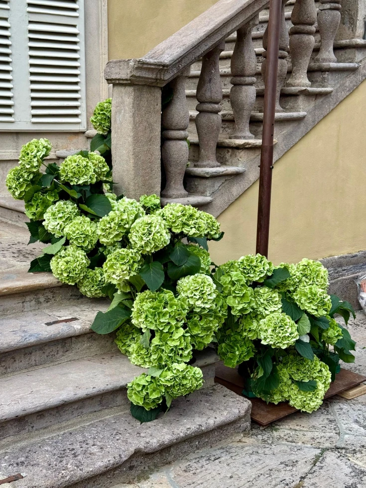 Franci’s Flowers Wedding Design