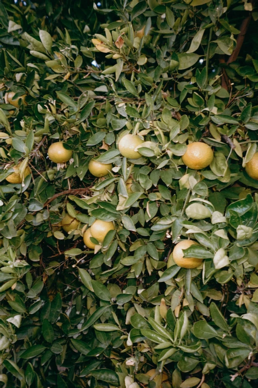 A Garden Wedding for Georgia and Jackson