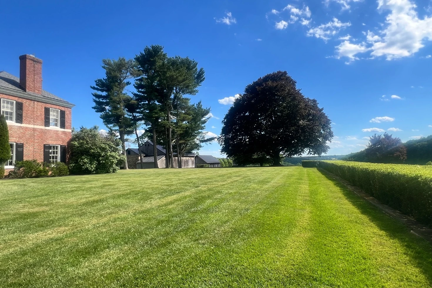 Copper Beech Tree Lawn