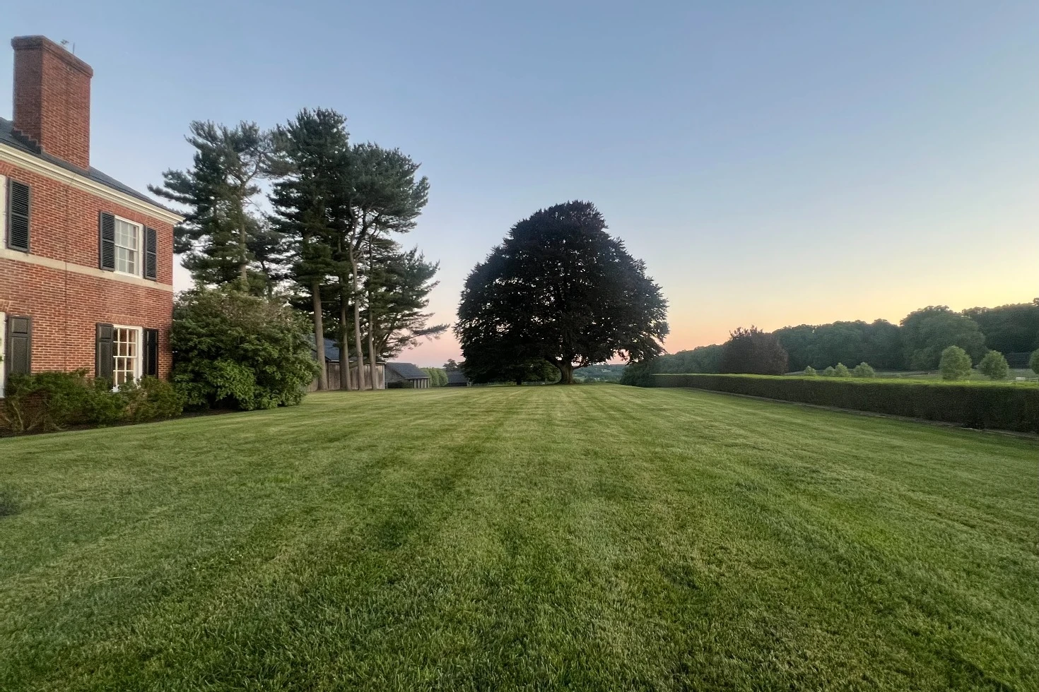 Copper Beech Tree Lawn