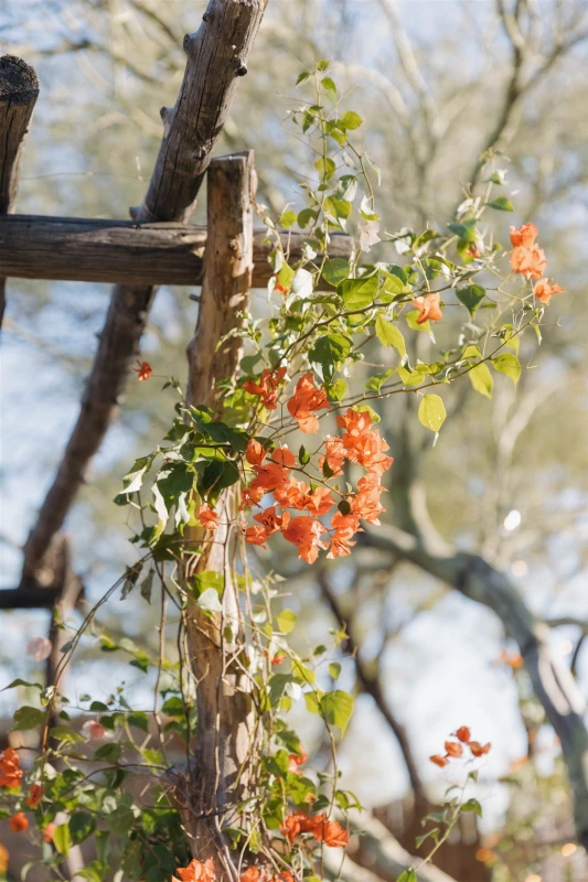A Desert Wedding for Lexi and Niko