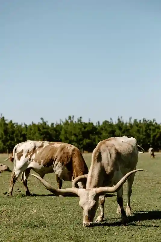 A Ranch Wedding for Madison and Noah