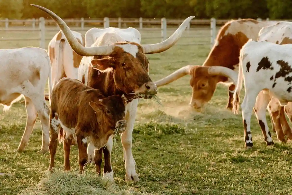 A Ranch Wedding for Madison and Noah