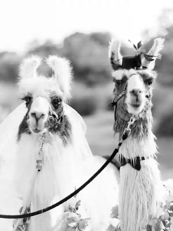 A Colorful Wedding for Megan and Ryan