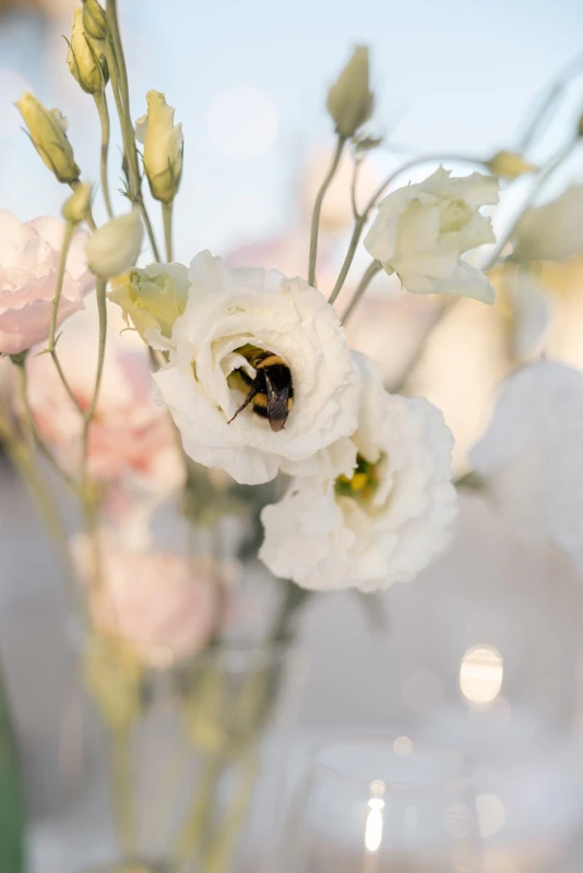 A Garden Wedding for Milena  and Alexandre 