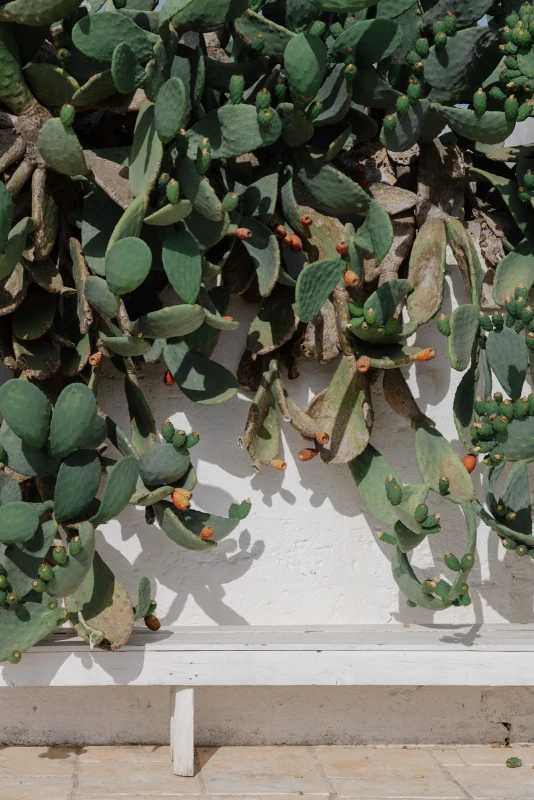 A Garden Wedding for Milena  and Alexandre 