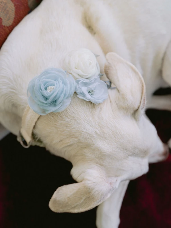 An Equestrian Wedding for Caroline and Ben