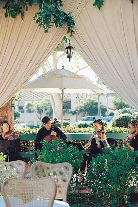 Organic String Quartet