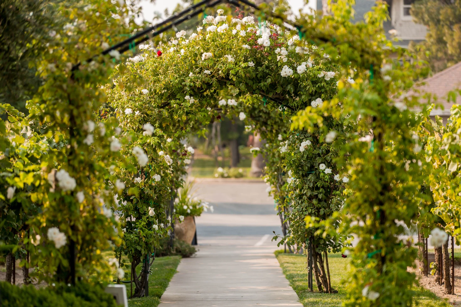 Scribner Bend Vineyards