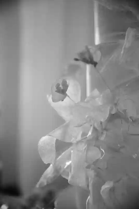 A Whimsical Wedding for Shirley and James